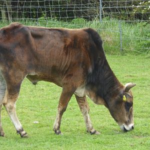 Newly arrived Dwarf Zebu, 21st May 2017
