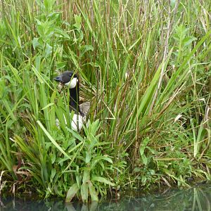 Canada Goose nesting on island, 21st May 2017
