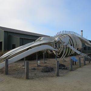 87-Foot Long Blue Whale Skeleton