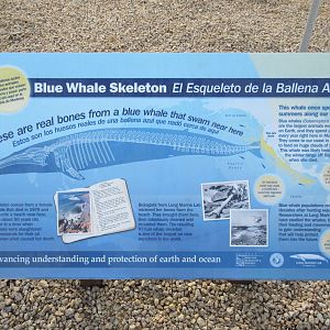 87-Foot Long Blue Whale Skeleton  - Sign