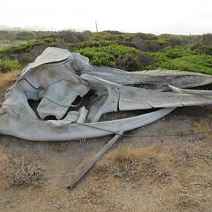 Gray Whale Skeleton