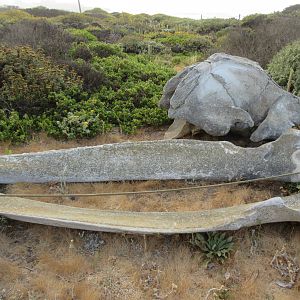 Gray Whale Skeleton
