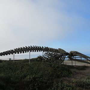 Gray Whale Skeleton