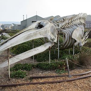 Gray Whale Skeleton