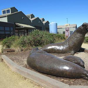 Elephant Seal Statues + Aquarium Exterior