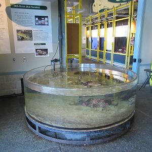 Touch Tank with 4-Foot Swell Sharks