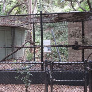 Great Horned Owl Exhibit #1