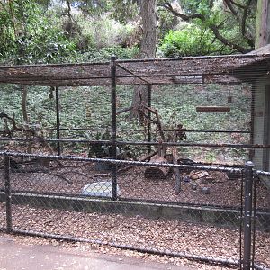 Northern Raven Exhibit