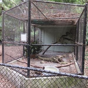 Great Horned Owl Exhibit #2