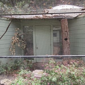 Western Screech Owl Exhibit