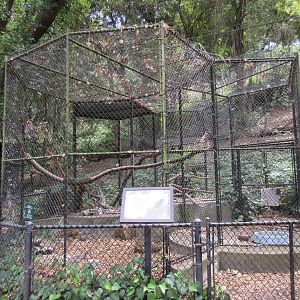 Red-Shouldered Hawk/Turkey Vulture Exhibit