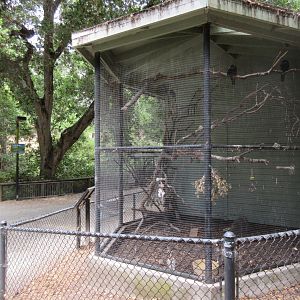 American Crow/Steller's Jay Exhibit