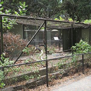 Golden Eagle Exhibit