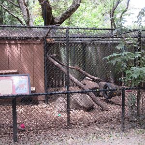 Red Fox/Grey Fox Exhibit