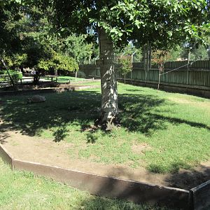African Spurred Tortoise Exhibit (with a very low barrier)