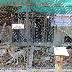 Coyote Exhibit