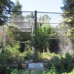 Swainson's Hawk/Red-Tailed Hawk Exhibits