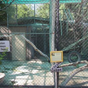 White-Faced Capuchin Exhibit