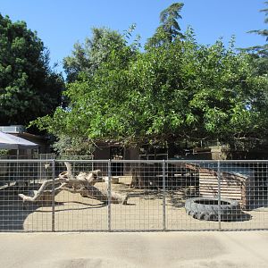 Alpaca/Domestic Pygmy Goat Exhibit