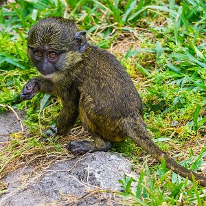 3 month old Allen Swamp Monkey