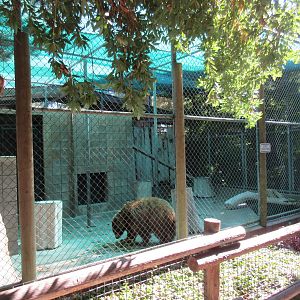 American Black Bear Exhibit