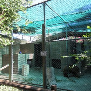 American Black Bear Exhibit