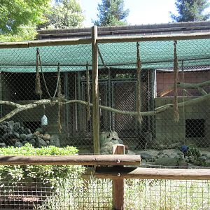 Raccoon Exhibit