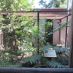 Western Screech Owl Exhibit