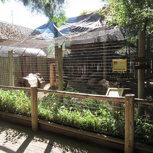 Red Fox/Gray Fox Exhibit