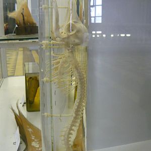 Whale foetus skeleton