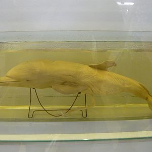 Dolphin foetus