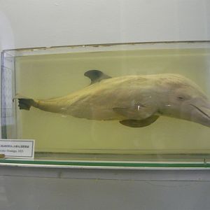 Dolphin foetus