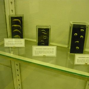 Euphausiids and Hyperiids