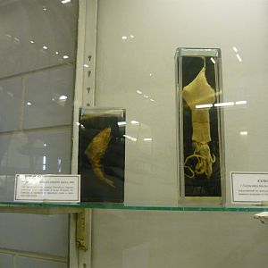 Gnathophausia ingens and Doryteuthis bleekeri