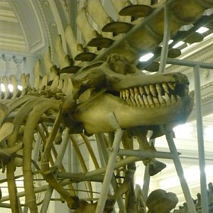 Orca skeleton
