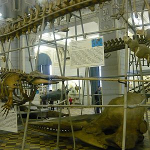 Narwhal skeleton and Sperm whale skyull