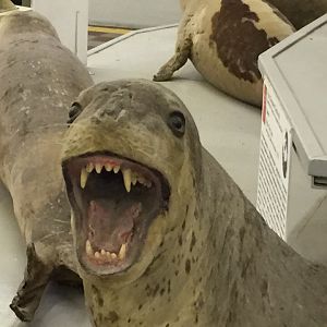 Leopard seal