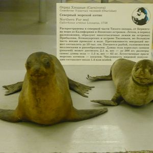 Northern fur seal