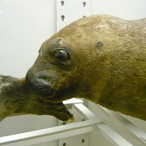 Seal