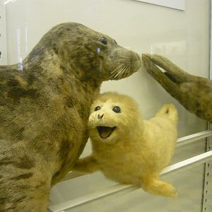 Seal with cub