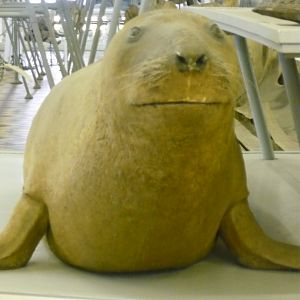 Northern elephant seal