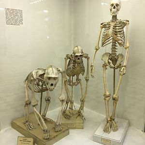 Comparison between Gorilla, Chimpanzee and Human skeletons