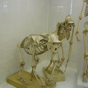 Gorilla and Chimpanzee skeletons