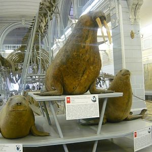Northern elephant seal, Walrus and Steller sea lion