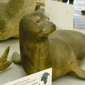 Sea lion