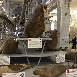 Pinnipeds