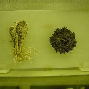 Crinoid and Sea urchin