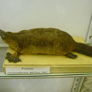 Platypus