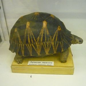 Radiated tortoise
