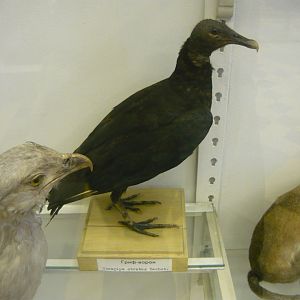 Black vulture